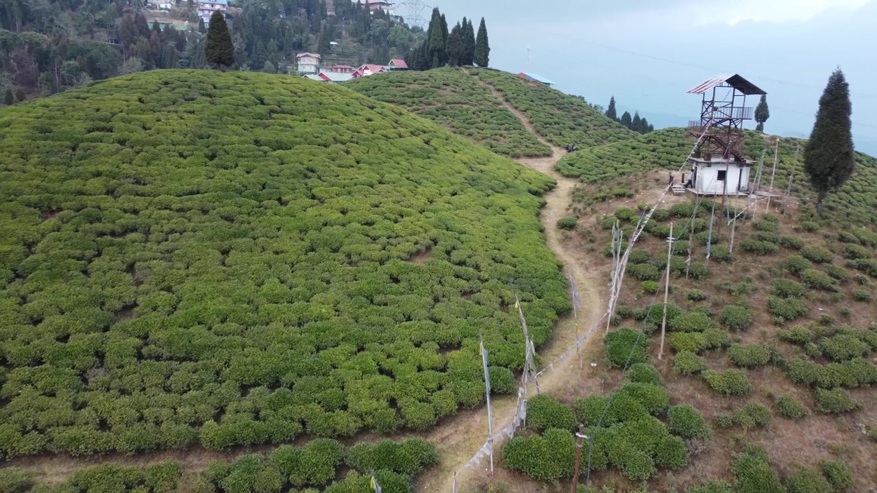 Riprese con drone della piantagione di tè di Mirik