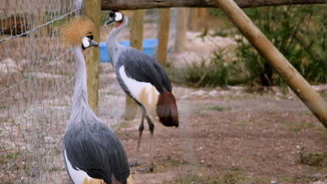 Striking-African-crowned-cranes-pacing-the-fence-of-sanctuary,-South-Africa