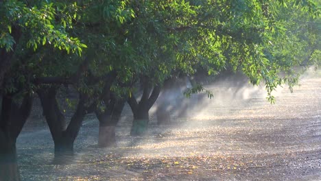 Almond-trees-are-watered-in-a-California-field-during-a-period-of-drought-4