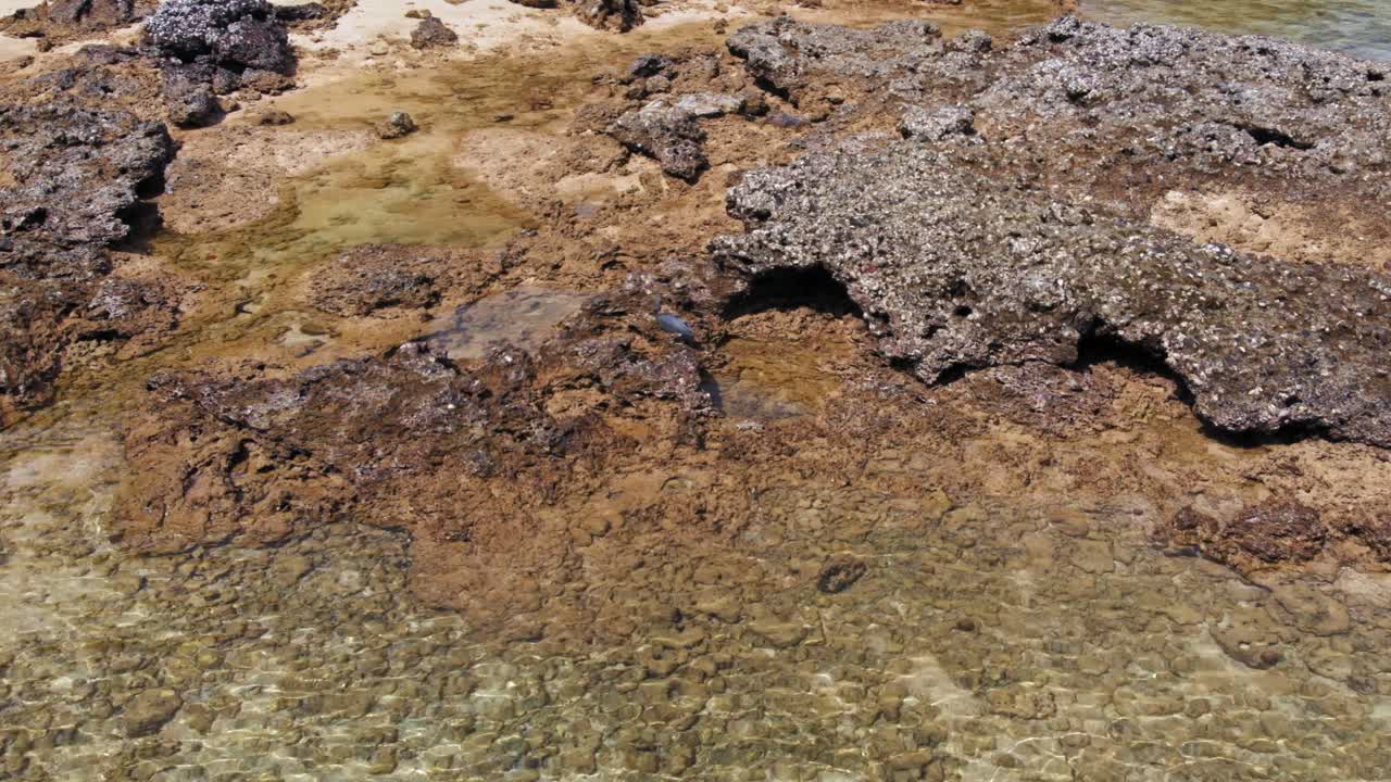 Un bellissimo airone che cammina sulla riva rocciosa di Kradan, Thailandia - inquadratura ampia
