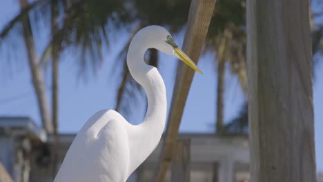 Profile-view-of-Great-Egret-standing-on-wooden-dock-by-ocean-in-Florida-waiting-to-be-fed-fish-scraps