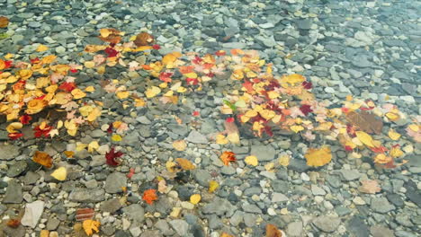 Fall-leaves-in-water-with-raindrops-falling-near-them