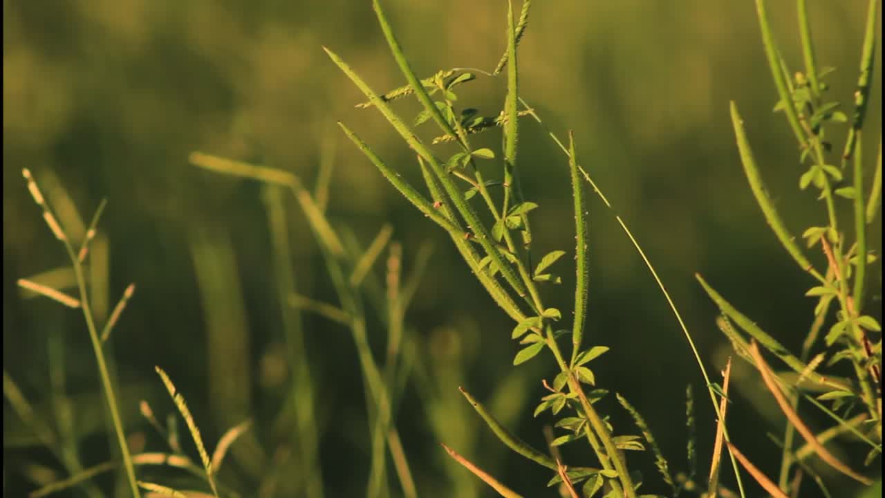 primer plano de las plantas en un campo