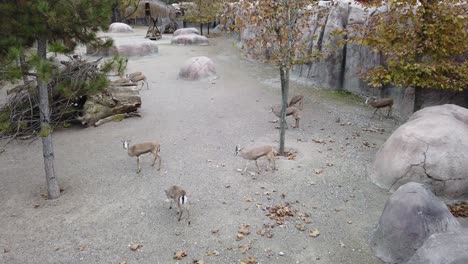 goitred gazelles walking in the zoo