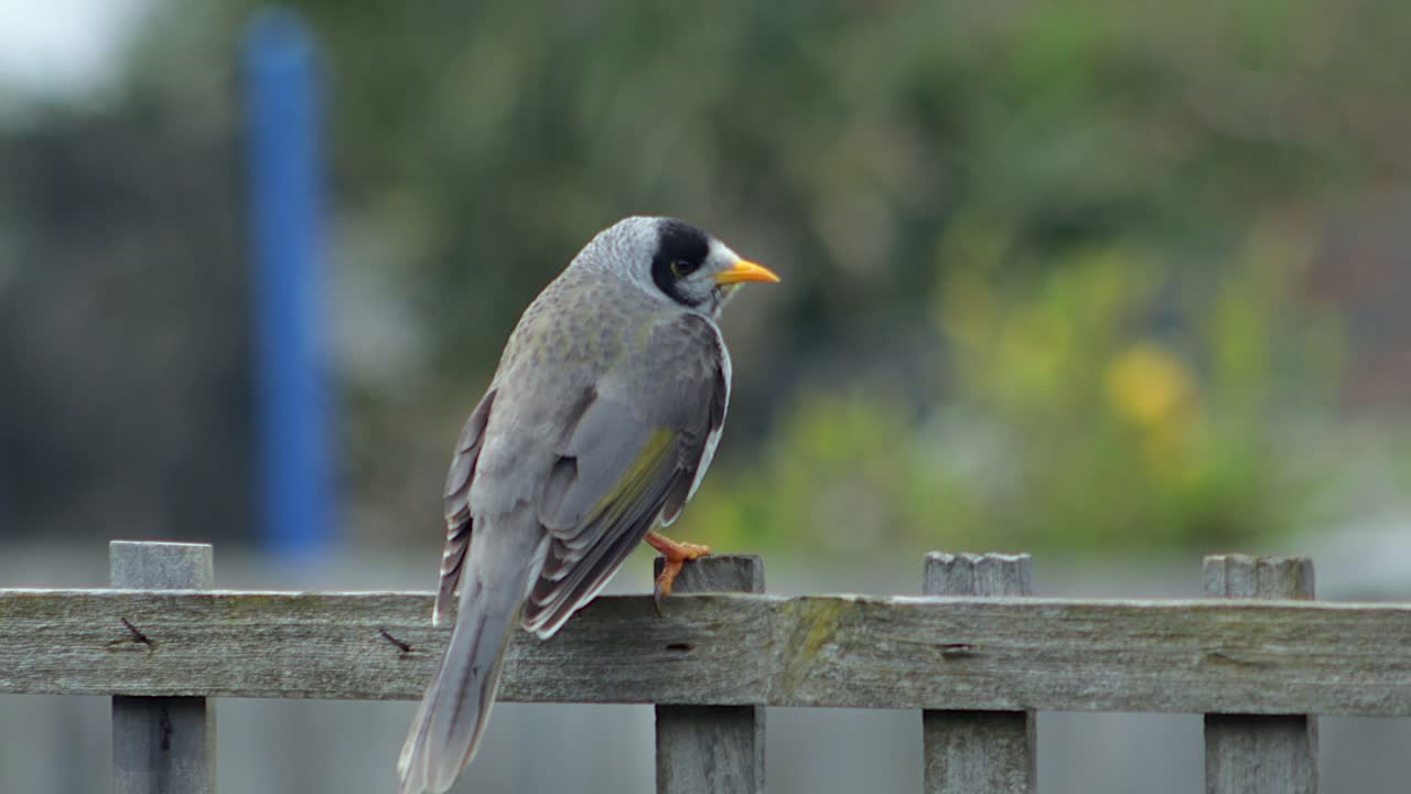 Bird Perched on a Wooden Fence