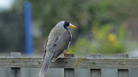 bird perched on a wooden fence