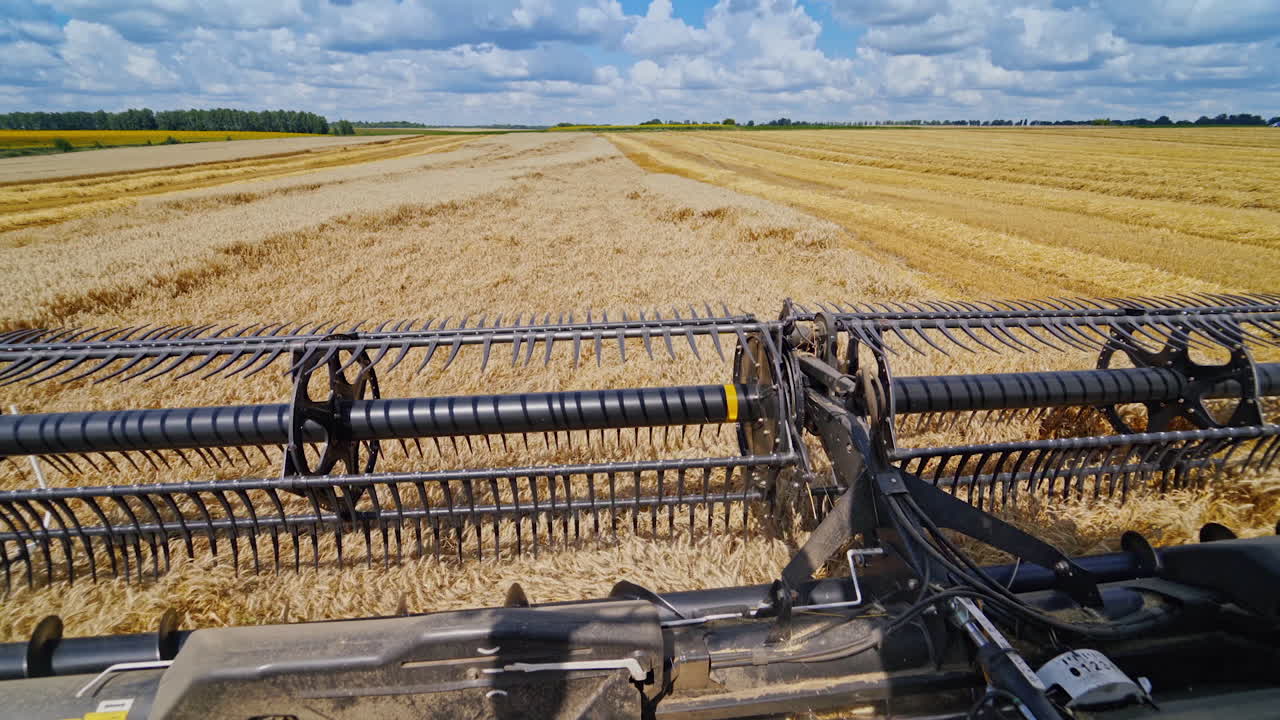 Agricultural equipment for cutting wheat spikes. Part of combine harvester working on the golden field in a bright sunny day. Close-up.