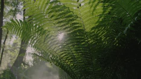 hermosa naturaleza: el sol parpadeando a través de ramas de helecho verdes vibrantes en un plano macro suave de ángulo bajo en cámara lenta