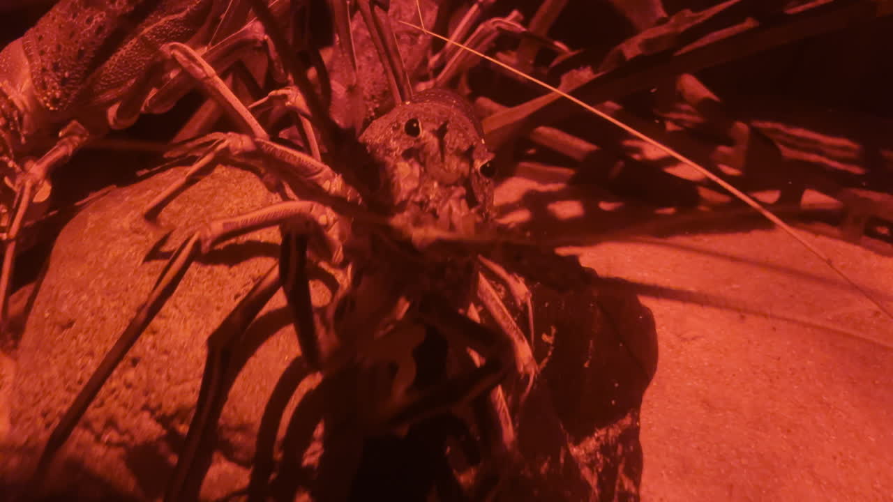 un cangrejo gigante parado sobre una roca en un entorno de luz roja