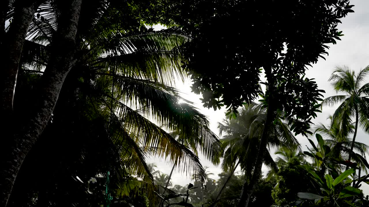 bosque tropical exuberante con la luz del sol brillando a través de las hojas vibrantes de las palmeras