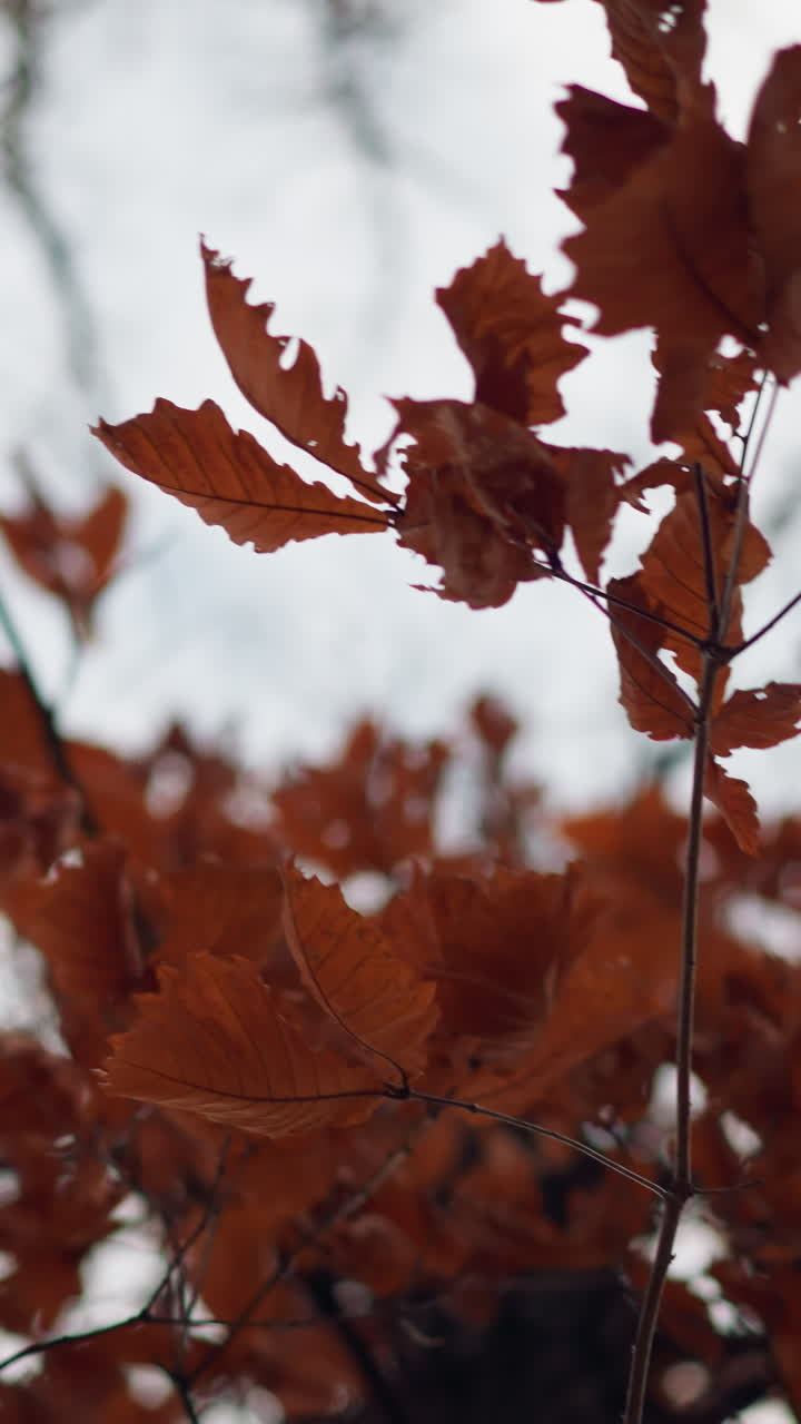 las hojas rojas de otoño se balancean suavemente en el viento, creando un rico contraste contra un fondo suave y enfocado, los cálidos tonos de tierra mejoran la transición estacional
