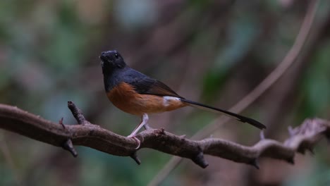 facing to the left as the camera zooms out sliding towards the left, white-rumped shama copsychus malabaricus, thailand