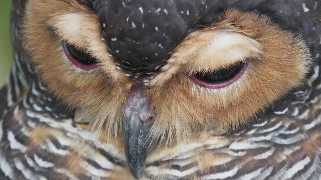 Indian Eagle-Owl Close-up Macro Shot