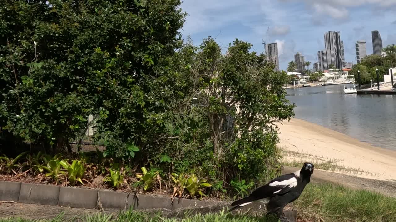 A magpie walks along a grassy riverside park with city buildings in the background.