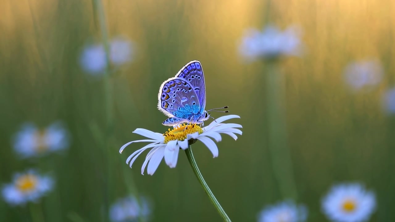 Farfalla blu posata su una margherita bianca in un prato