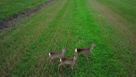 Vogelperspektive-Aus-Der-Luft-Auf-Drei-Europäische-Rehe,-Die-Auf-Dem-Grünen-Landwirtschaftlichen-Feld-Stehen,-Bewölkter-Herbsttag,-Mittelschwere-Drohnenaufnahme