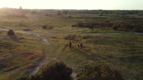 drone shot of new forest ponies in the uk at golden hour