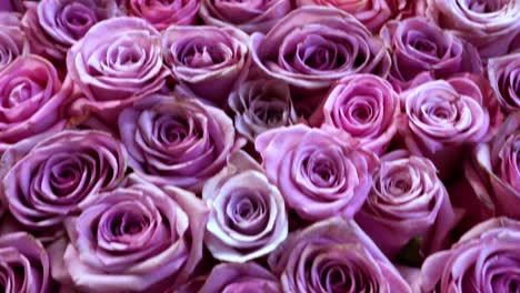 Natural-roses-background-closeup