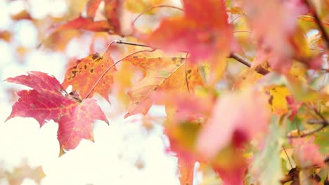 Hermosas-Hojas-De-Otoño-De-Color-Rojo-Oscuro-Y-Amarillo-Soplan-Pacíficamente-En-El-Viento