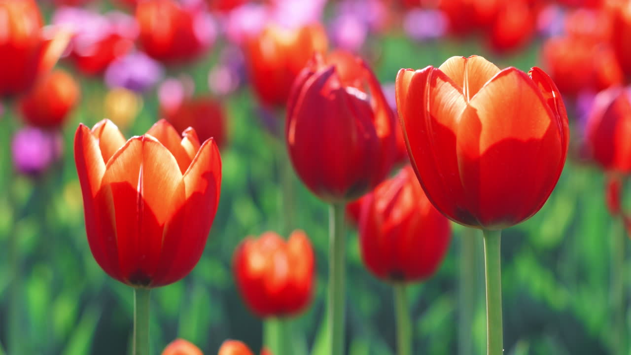 Punaisia tulppaanin nuppuja kukkivalla pellolla keväällä. Lähikuva punaisesta tulppaanista kukkapenkissä.
