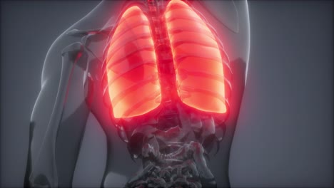 examen radiológico de los pulmones humanos