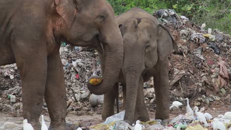 Group-of-elephants-eat-trash-and-plastic-in-a-garbage-dump