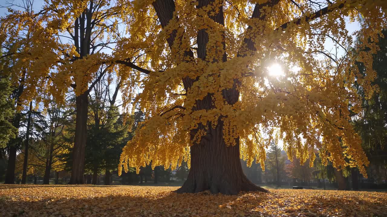 Una serena scena autunnale con la luce del sole che filtra attraverso le foglie dorate di un grande albero