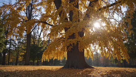 a serene autumn scene with sunlight filtering through golden leaves of a large tree
