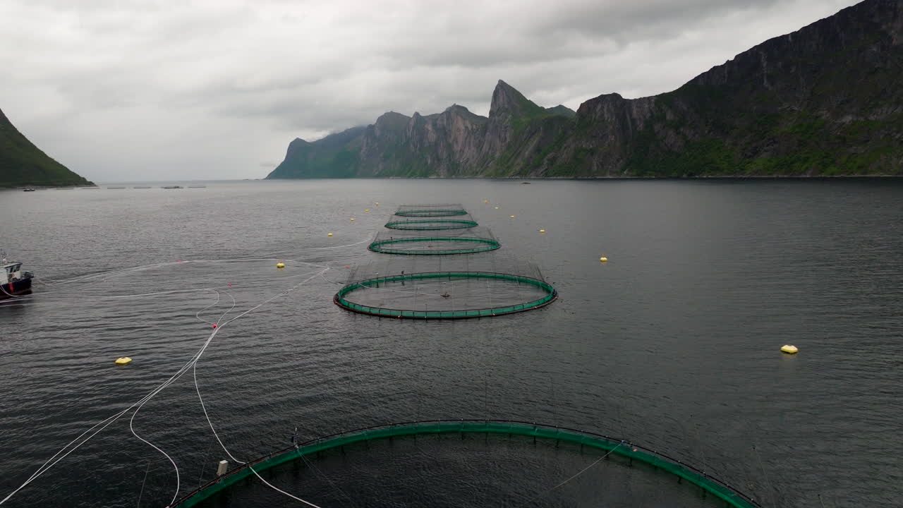 Pisciculture salmon farming in marine pens with jumping fish, aerial pullback