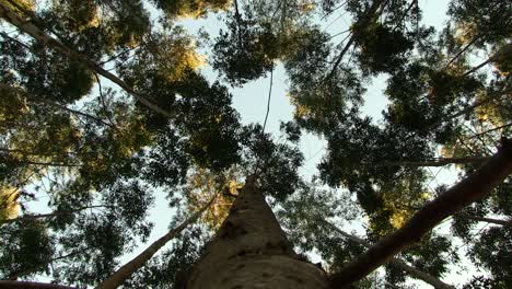 Wälder-Des-Südlichen-Afrikas,-Eukalyptus