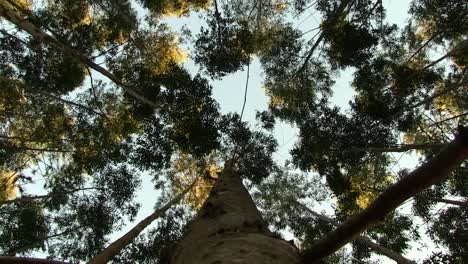 forests of southern africa, eucalyptus