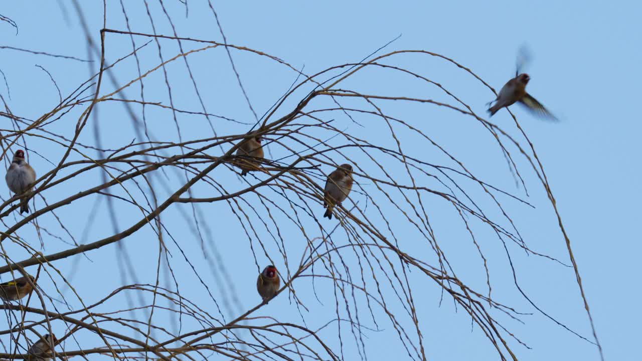 Flock of small birds, Yellow tits sitting in a weeping willow tree against a blue sky