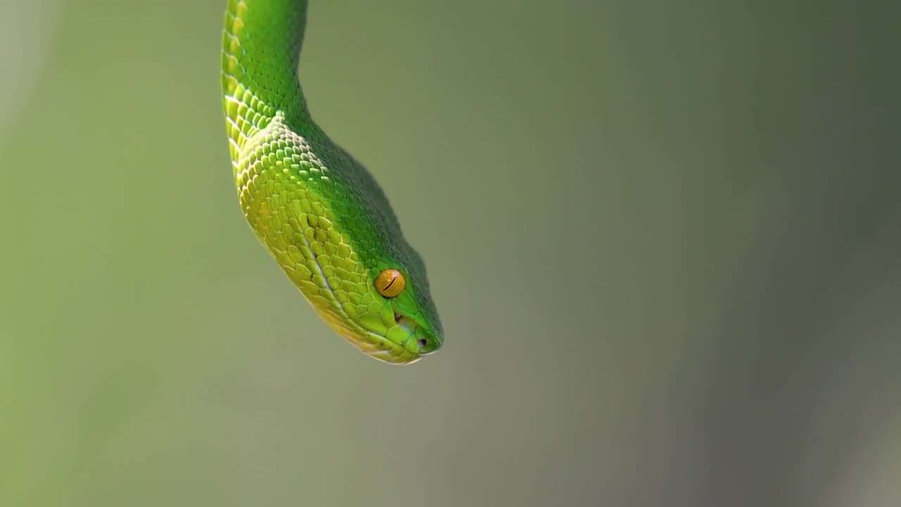 La vipera delle fosse dalle labbra bianche è una vipera velenosa endemica del Sud-est asiatico e si trova spesso di notte in attesa su un ramo o un fusto d'albero vicino a uno specchio d'acqua con abbondanza di prede.