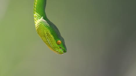 La-Víbora-De-Labios-Blancos-Es-Una-Víbora-Venenosa-Endémica-Del-Sudeste-Asiático-Y-A-Menudo-Se-Encuentra-Durante-La-Noche-Esperando-En-Una-Rama-O-Rama-De-Un-árbol-Cerca-De-Un-Cuerpo-De-Agua-Con-Muchos-Alimentos