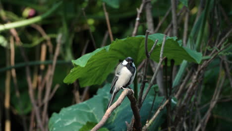 Japanese-Tit-Bird-Balance-Perched-on-Small-Dried-Twig-on-Summer-Day---Closeup