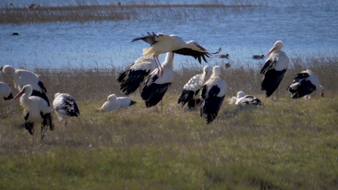 vuelo de una cigüeña blanca en cámara lenta, sobre otro grupo de cigüeñas en un lago