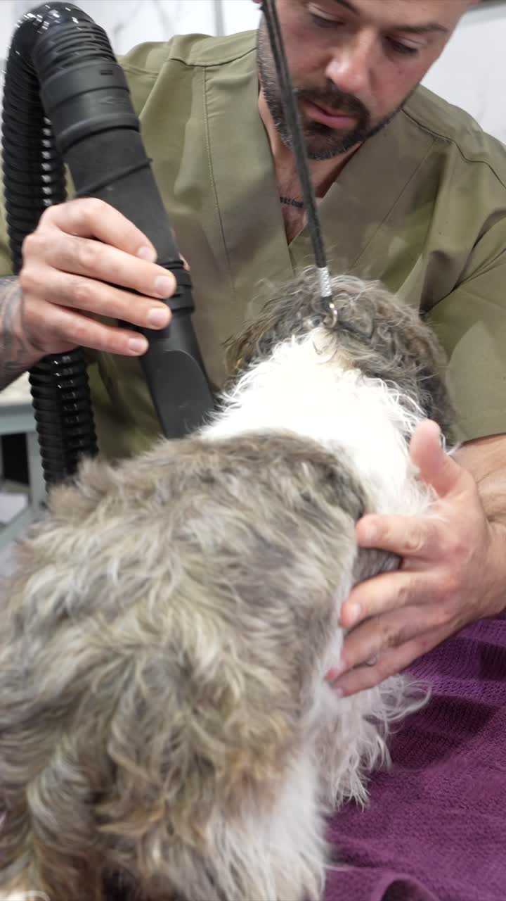 Professional Groomer Drying a Small Wet Dog with a Pet Dryer