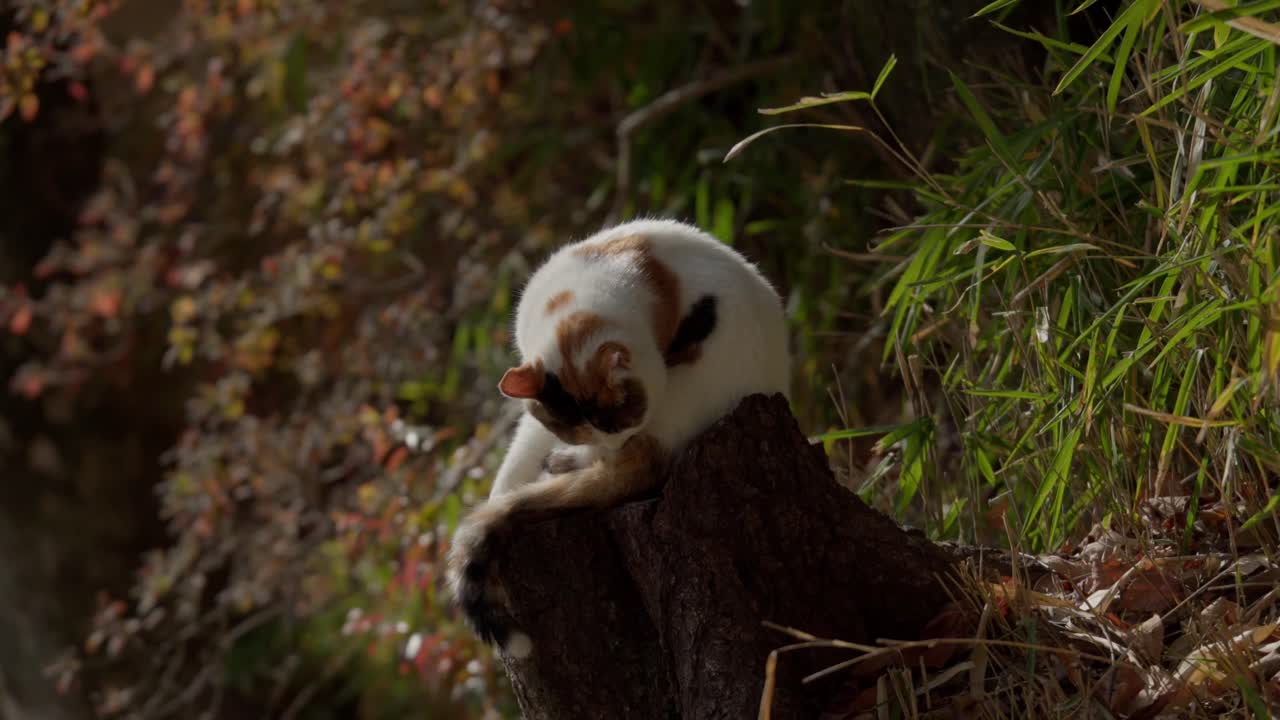 Gatto bianco randagio che si pulisce la coda