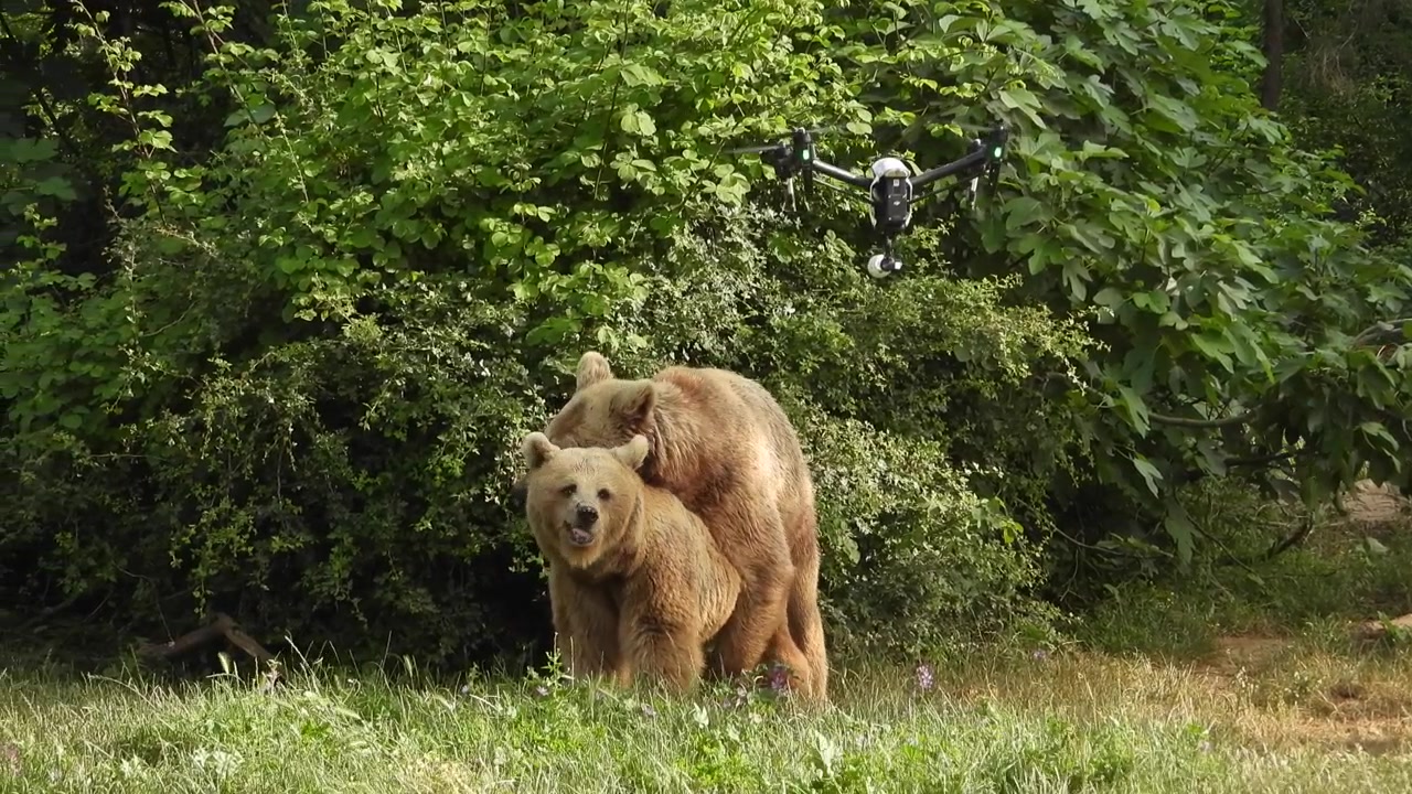 Two Brown Bears Mating in a Forest Clearing