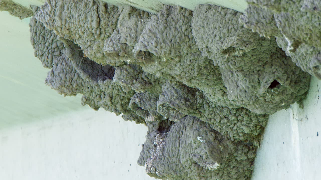 두 마리의 절벽 달이는 다리 의 진 둥지 식민지로 돌아갑니다.