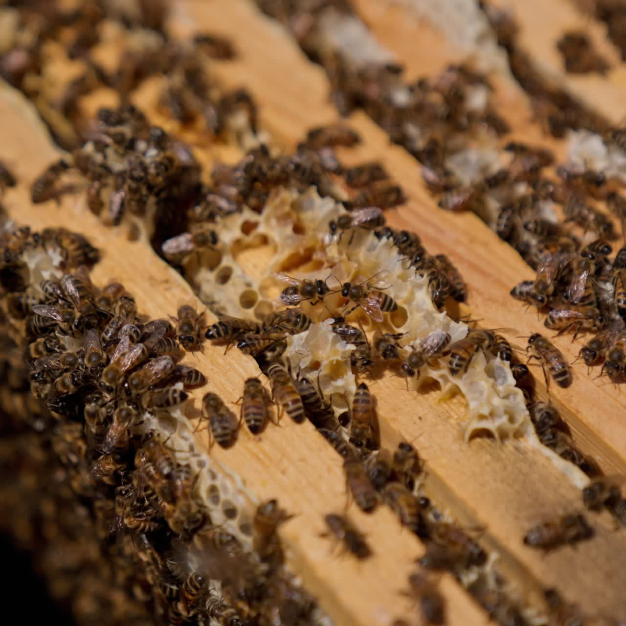 Hard-working bees crawling by the wooden frames. Insects have made produced some wax on top of the frames. Close up