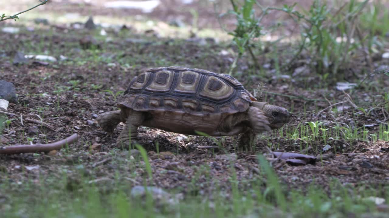Following a Parrot beaked tortoise walking from left to right, close up