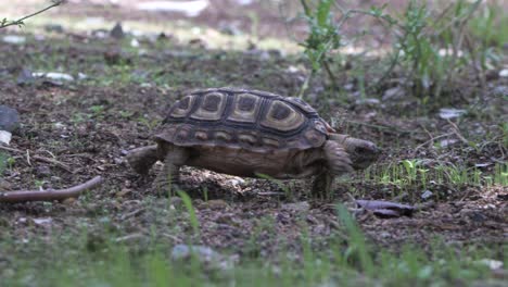 siguiendo a una tortuga con pico de loro caminando de izquierda a derecha, de cerca
