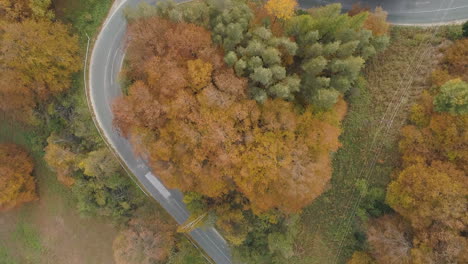 fly above a forest