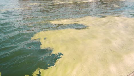 dirty water surface covered with green algae on small lake or pond