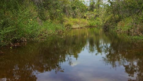 Ribera-De-La-Jungla-De-Brasil-Sobre-El-Río-Hasta-Una-Densa-Vegetación-Y-árboles,-Tiro-Panorámico