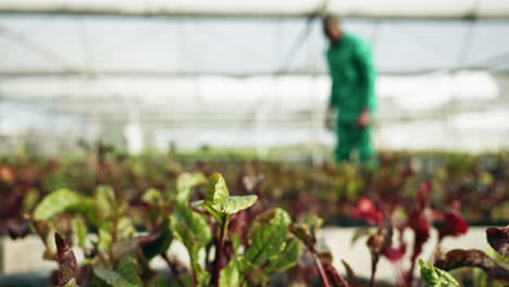 Plant,-vegetable-garden-and-person-with-blurred