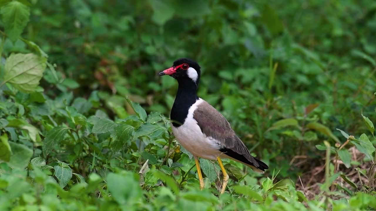 el avefría de barbas rojas es una de las aves más comunes de tailandia