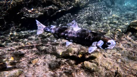 -Close-up-video-of-Biwa-Trout-