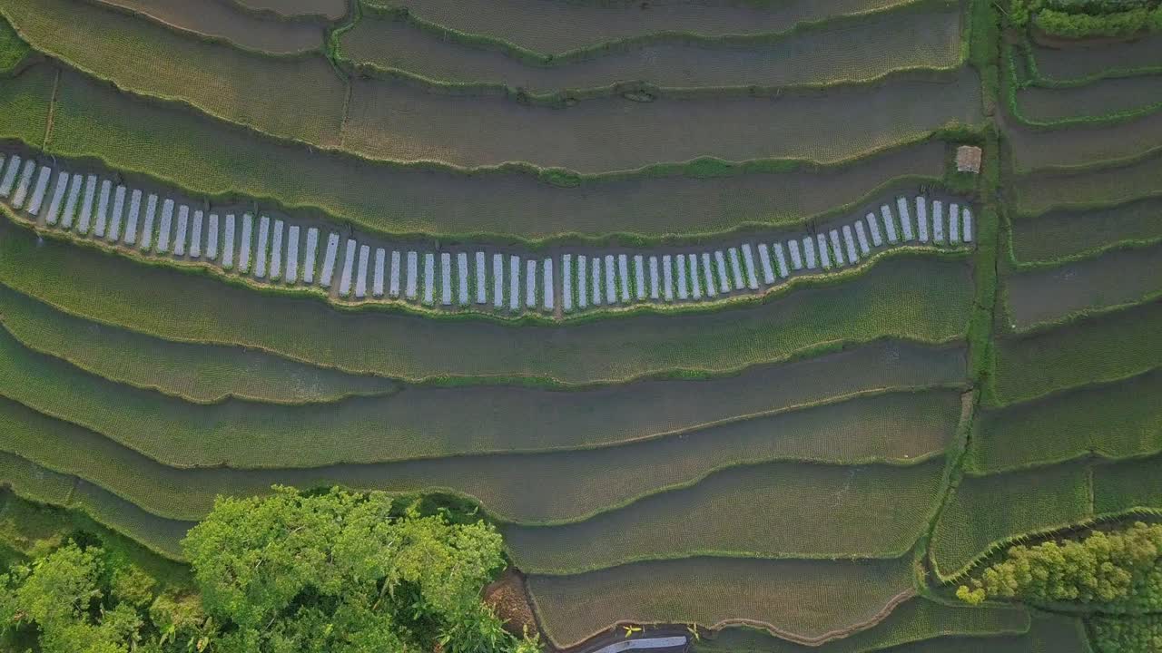 toma aérea de drones de un hermoso patrón de campo de arroz en terrazas en un paisaje tropical por la mañana